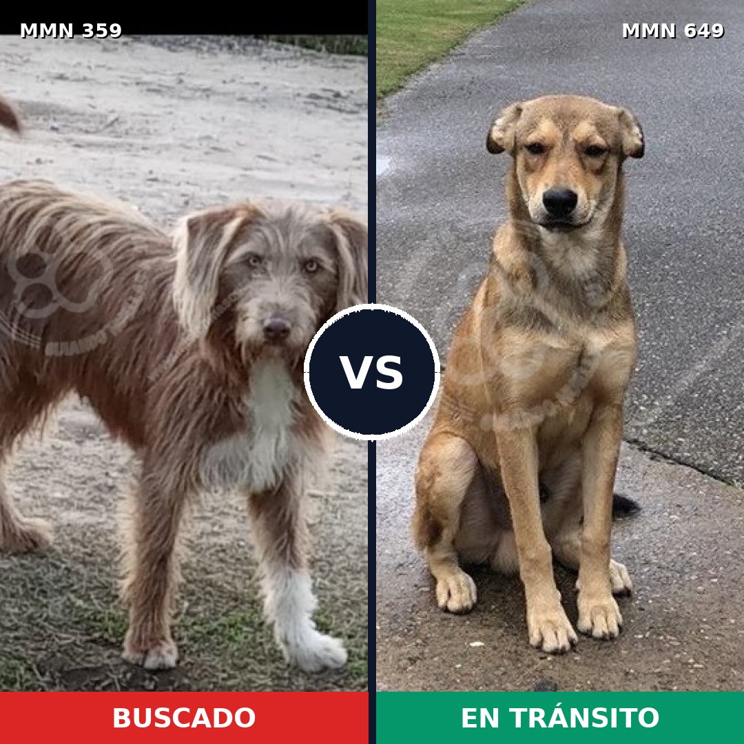 Comparativa MMS 7026: mascota perdida y mascota encontrada, 71% de similitud