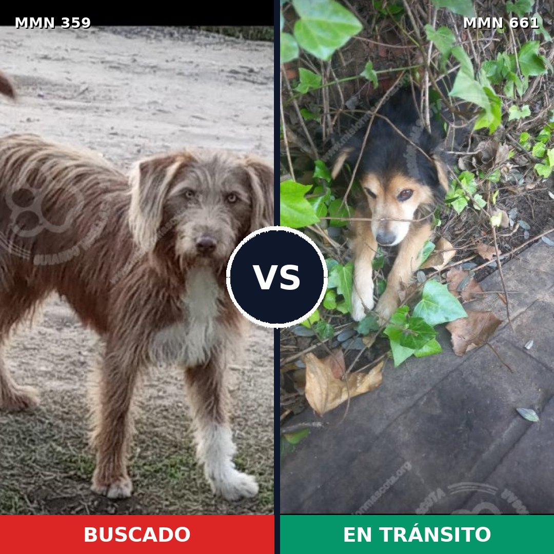 Comparativa MMS 7027: mascota perdida y mascota encontrada, 7% de similitud
