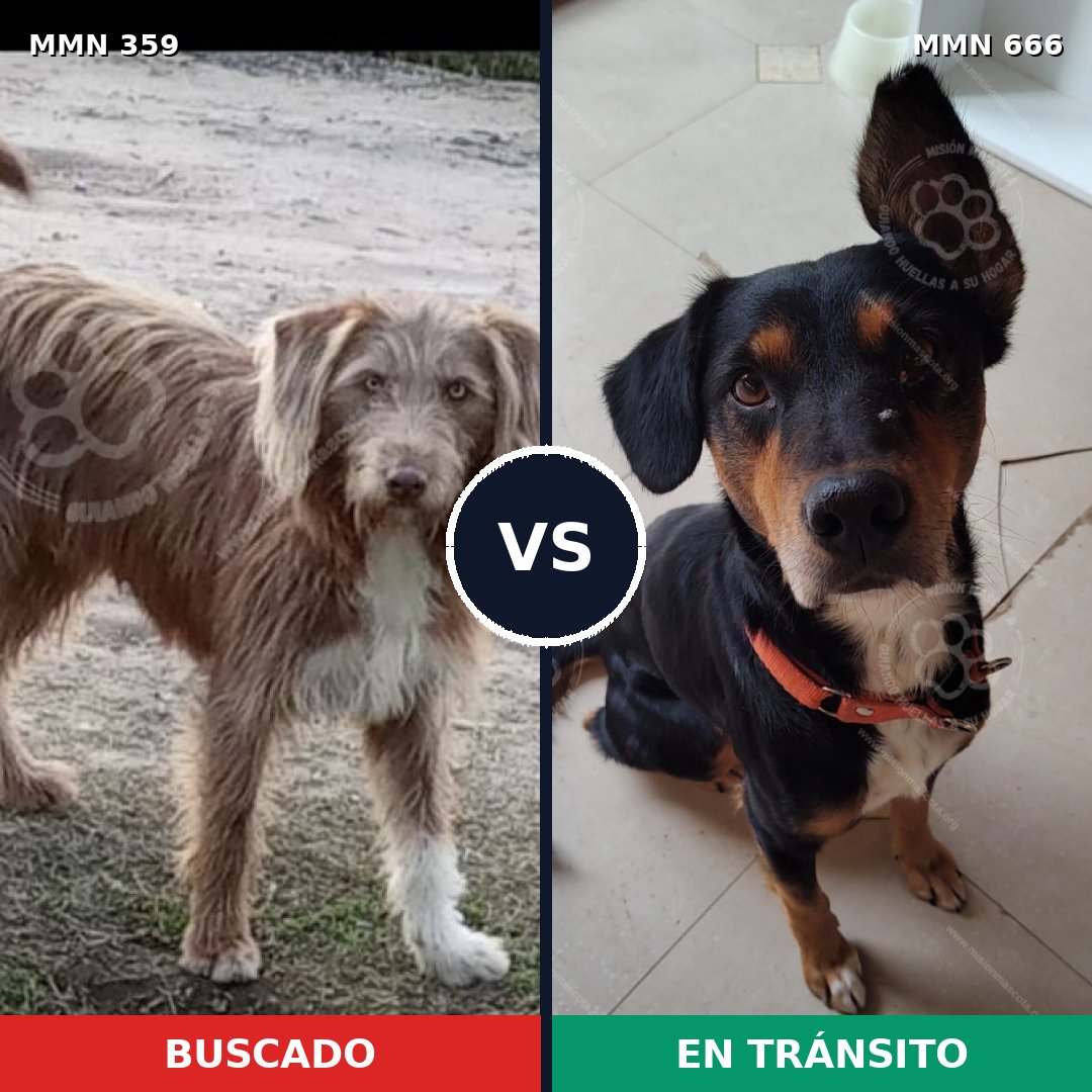 Comparativa MMS 7029: mascota perdida y mascota encontrada, 21% de similitud