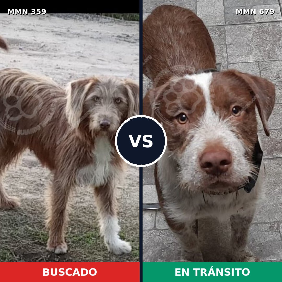 Comparativa MMS 7030: mascota perdida y mascota encontrada, 75% de similitud