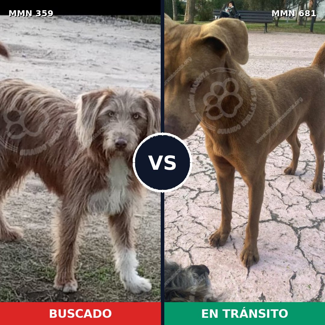 Comparativa MMS 7032: mascota perdida y mascota encontrada, 53% de similitud