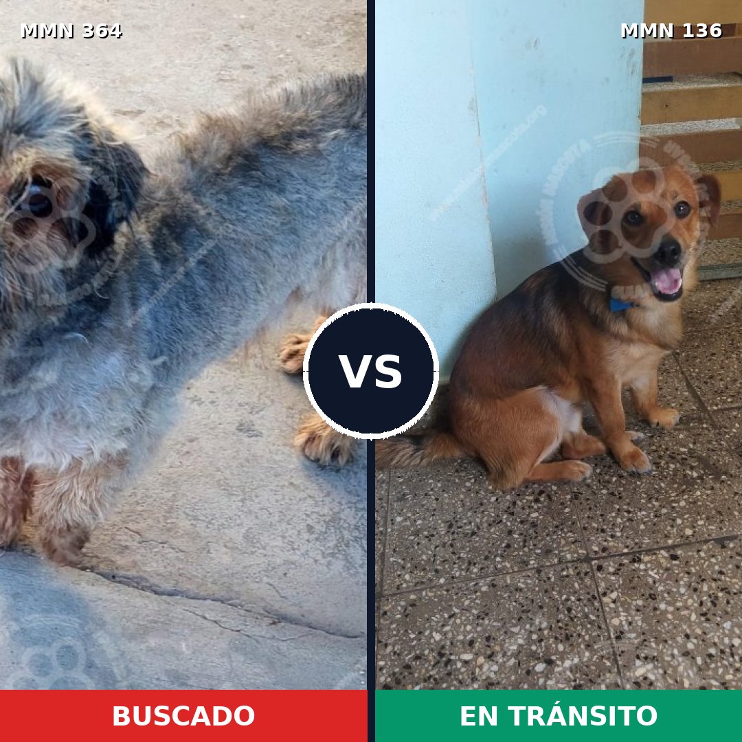 Comparativa MMS 7033: mascota perdida y mascota encontrada, 10% de similitud