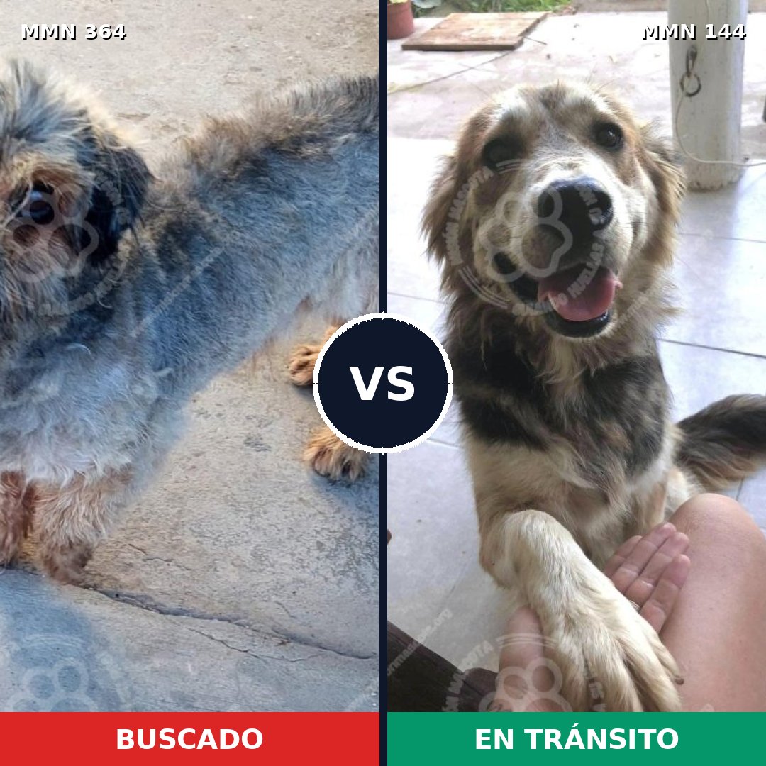 Comparativa MMS 7034: mascota perdida y mascota encontrada, 10% de similitud