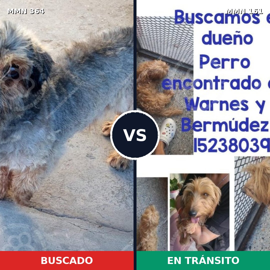 Comparativa MMS 7035: mascota perdida y mascota encontrada, 10% de similitud