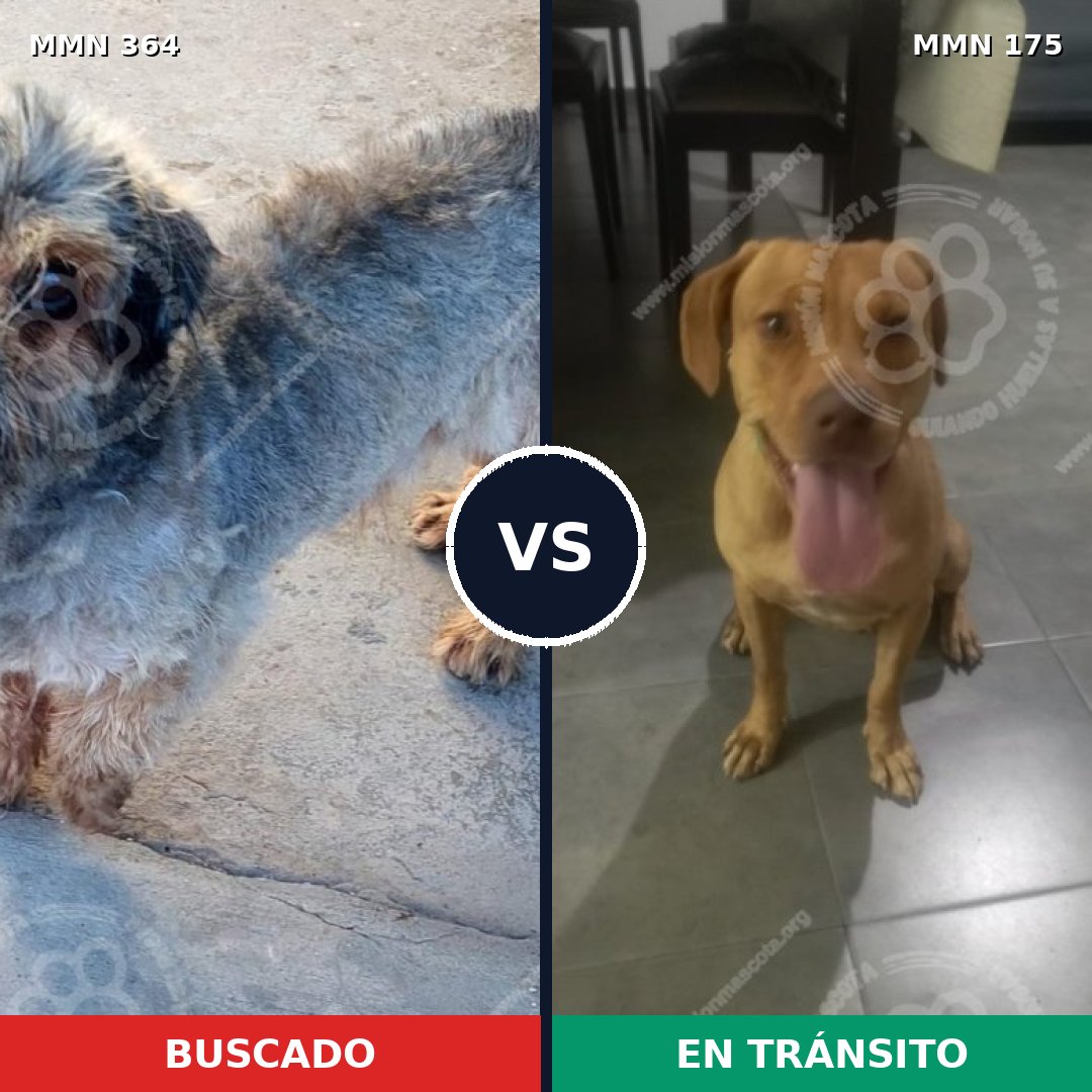 Comparativa MMS 7038: mascota perdida y mascota encontrada, 6% de similitud