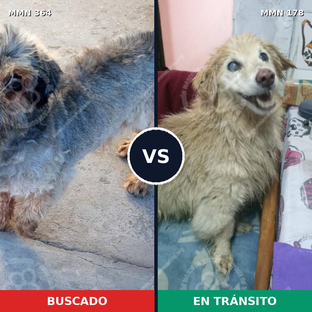 Comparativa MMS 7039: mascota perdida y mascota encontrada, 8% de similitud