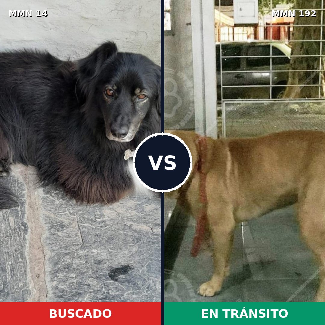 Comparativa MMS 704: mascota perdida y mascota encontrada, 59% de similitud