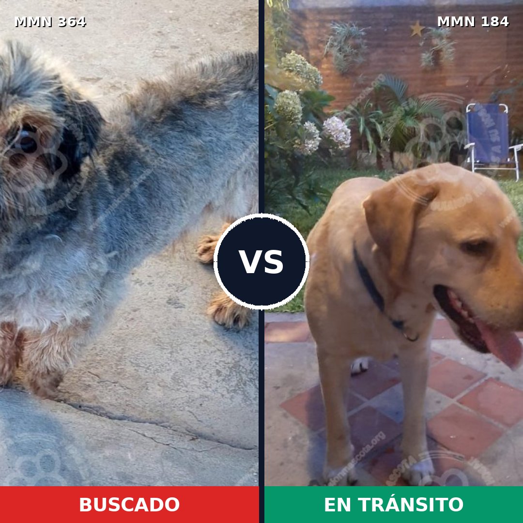 Comparativa MMS 7040: mascota perdida y mascota encontrada, 6% de similitud