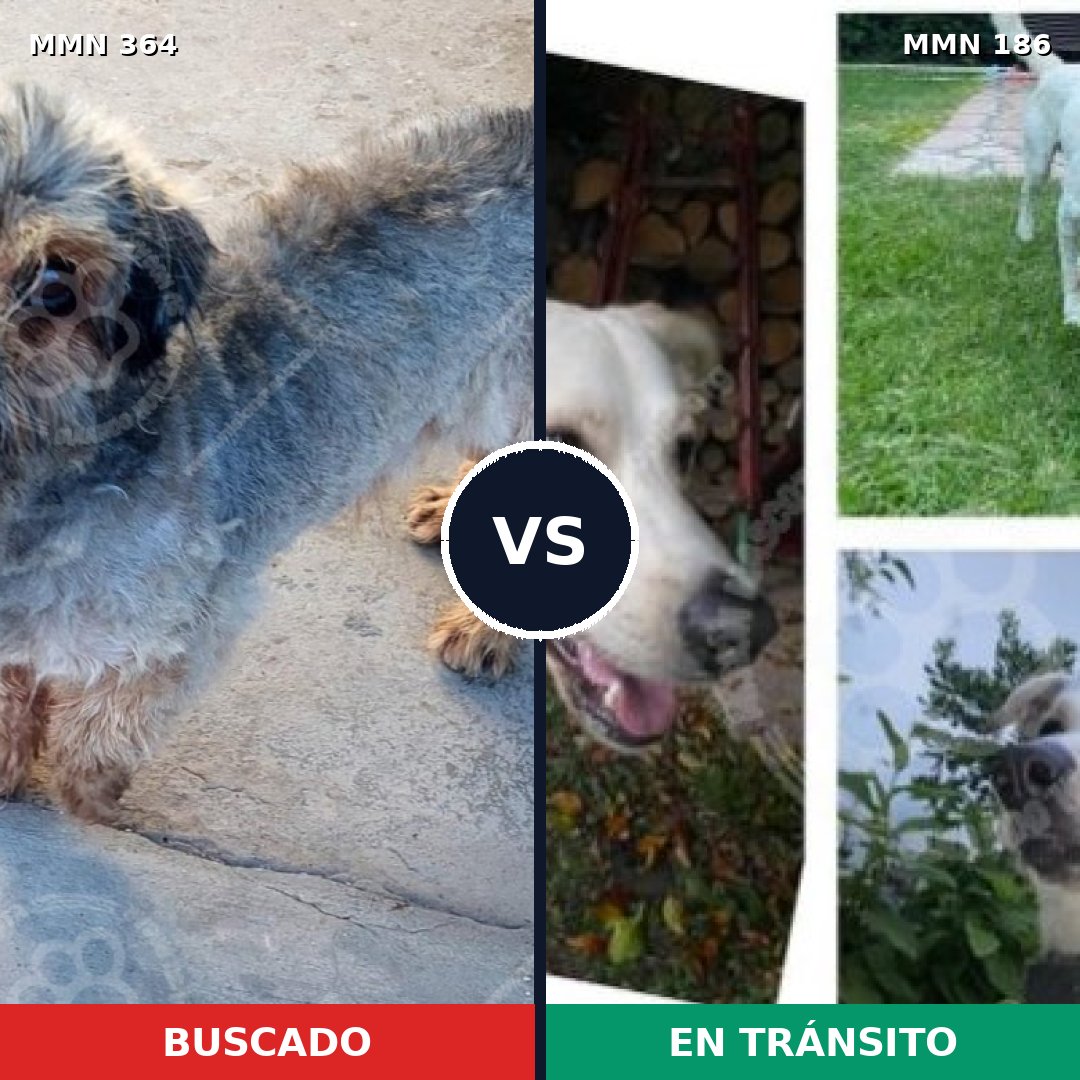 Comparativa MMS 7041: mascota perdida y mascota encontrada, 51% de similitud