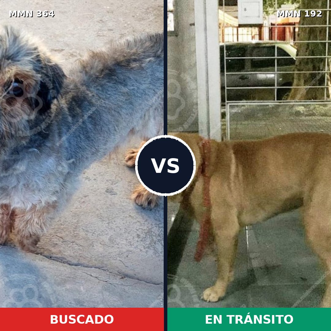 Comparativa MMS 7042: mascota perdida y mascota encontrada, 2% de similitud