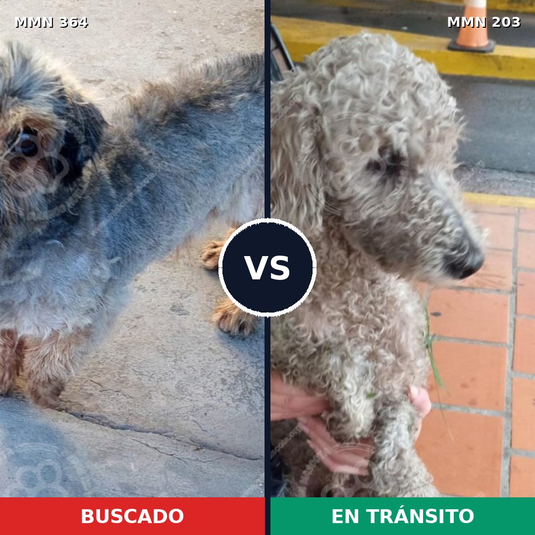 Comparativa MMS 7045: mascota perdida y mascota encontrada, 51% de similitud