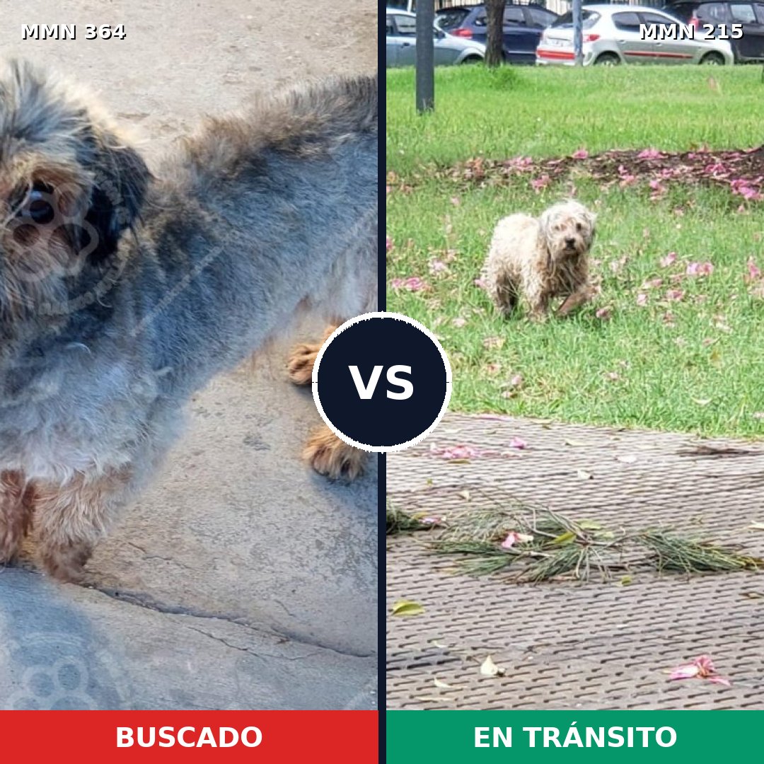 Comparativa MMS 7046: mascota perdida y mascota encontrada, 48% de similitud