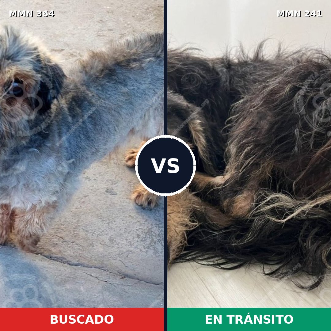 Comparativa MMS 7048: mascota perdida y mascota encontrada, 61% de similitud