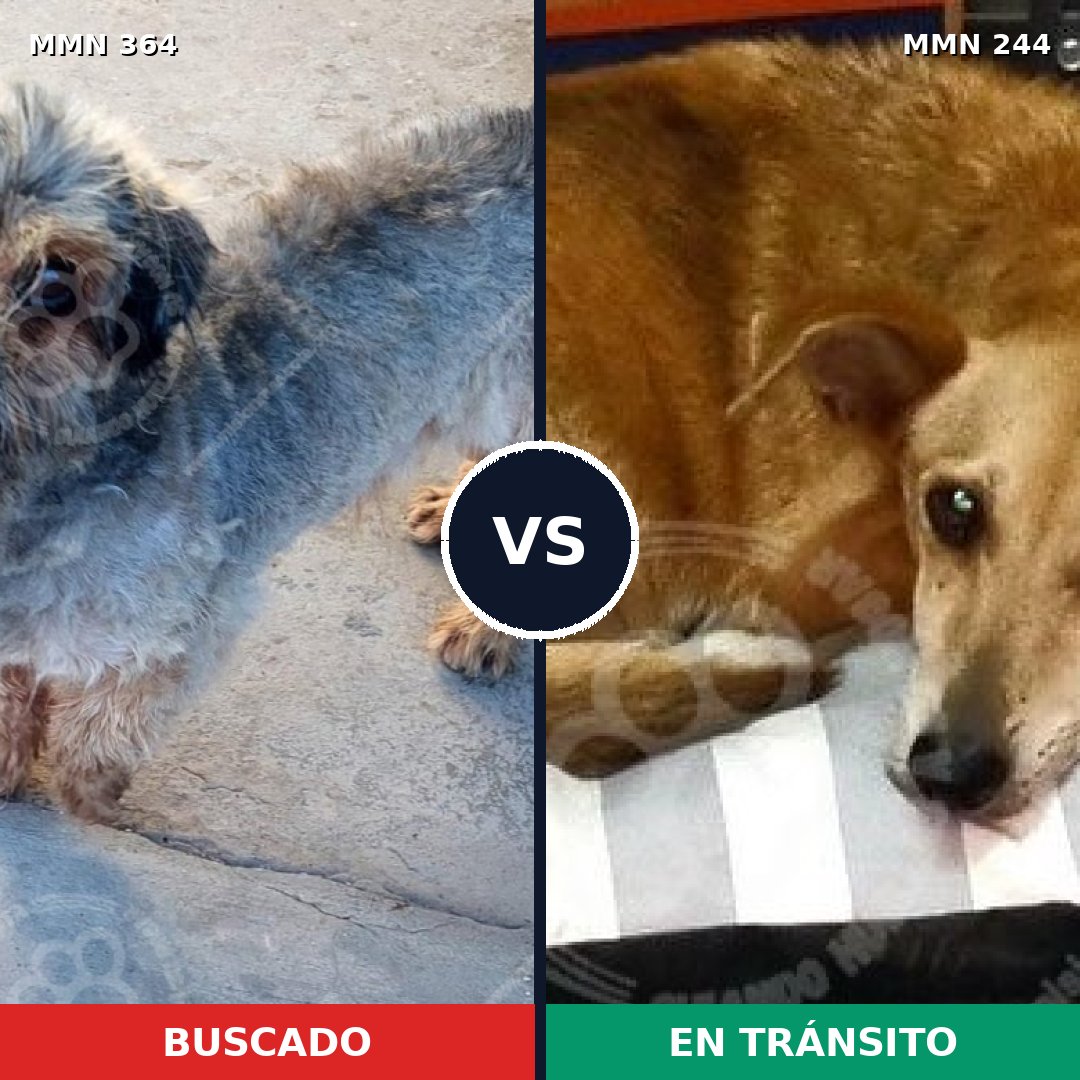 Comparativa MMS 7049: mascota perdida y mascota encontrada, 22% de similitud