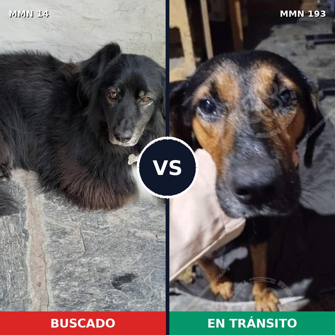 Comparativa MMS 705: mascota perdida y mascota encontrada, 59% de similitud
