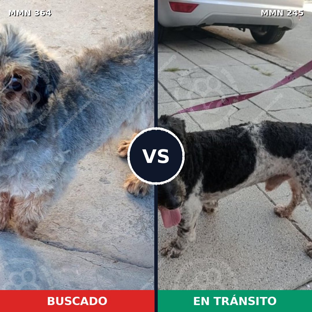 Comparativa MMS 7050: mascota perdida y mascota encontrada, 22% de similitud