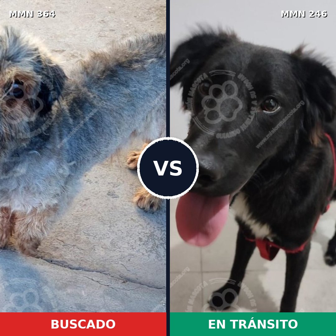 Comparativa MMS 7051: mascota perdida y mascota encontrada, 22% de similitud