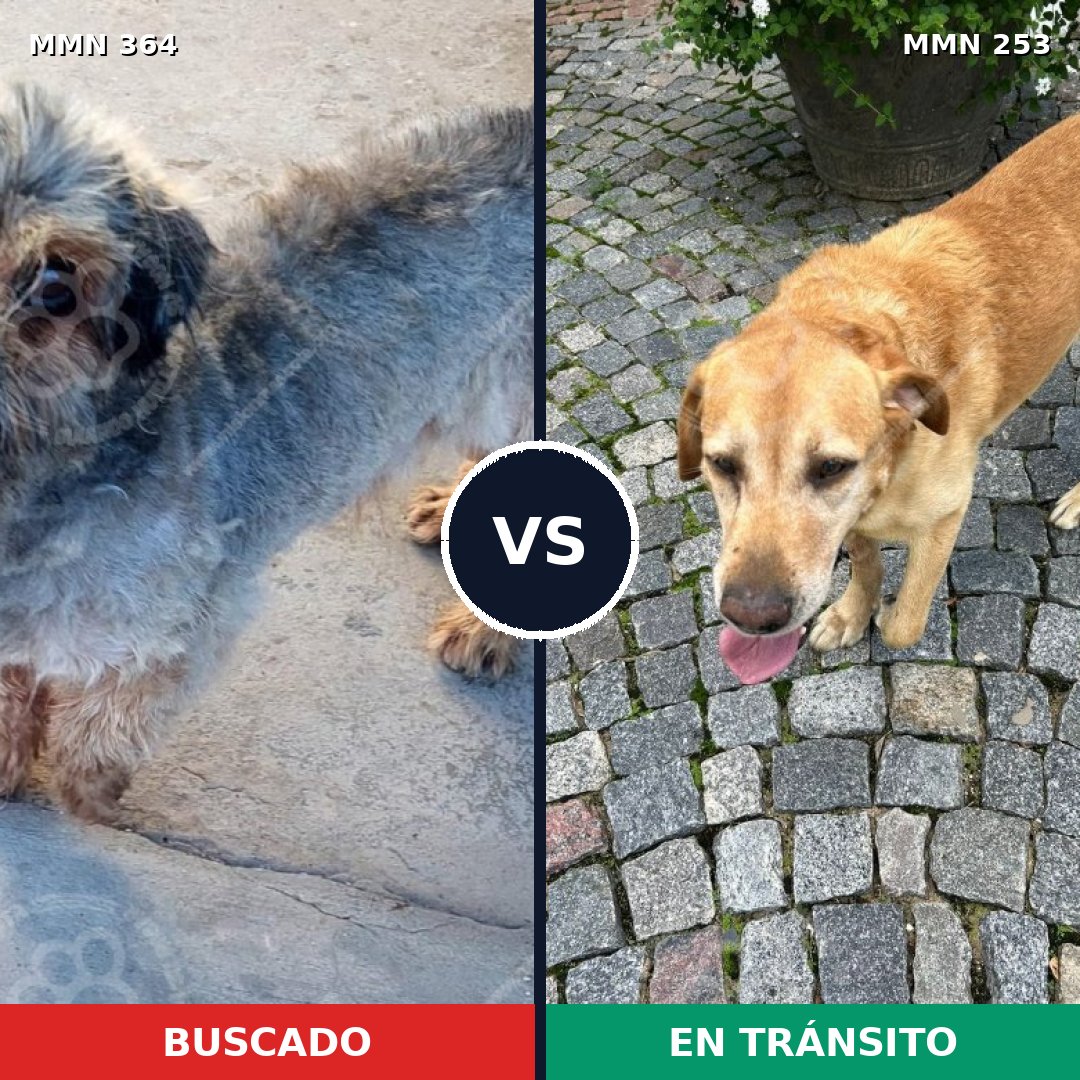 Comparativa MMS 7052: mascota perdida y mascota encontrada, 6% de similitud