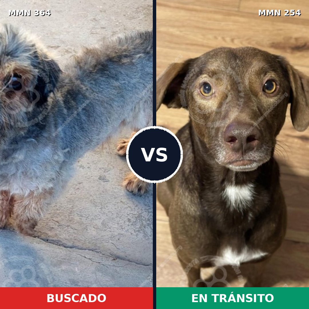 Comparativa MMS 7053: mascota perdida y mascota encontrada, 2% de similitud