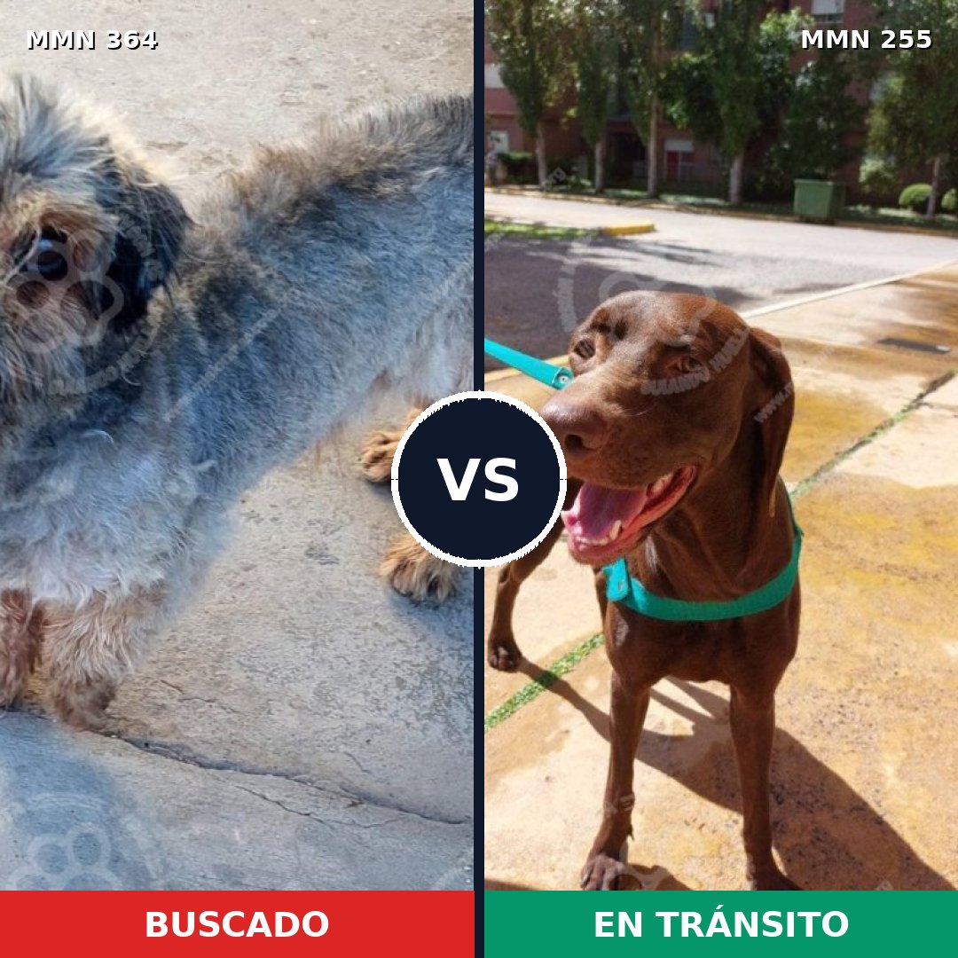 Comparativa MMS 7054: mascota perdida y mascota encontrada, 2% de similitud