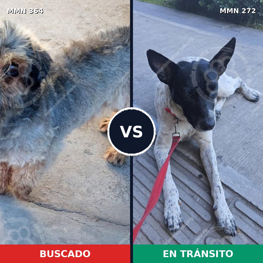 Comparativa MMS 7056: mascota perdida y mascota encontrada, 22% de similitud