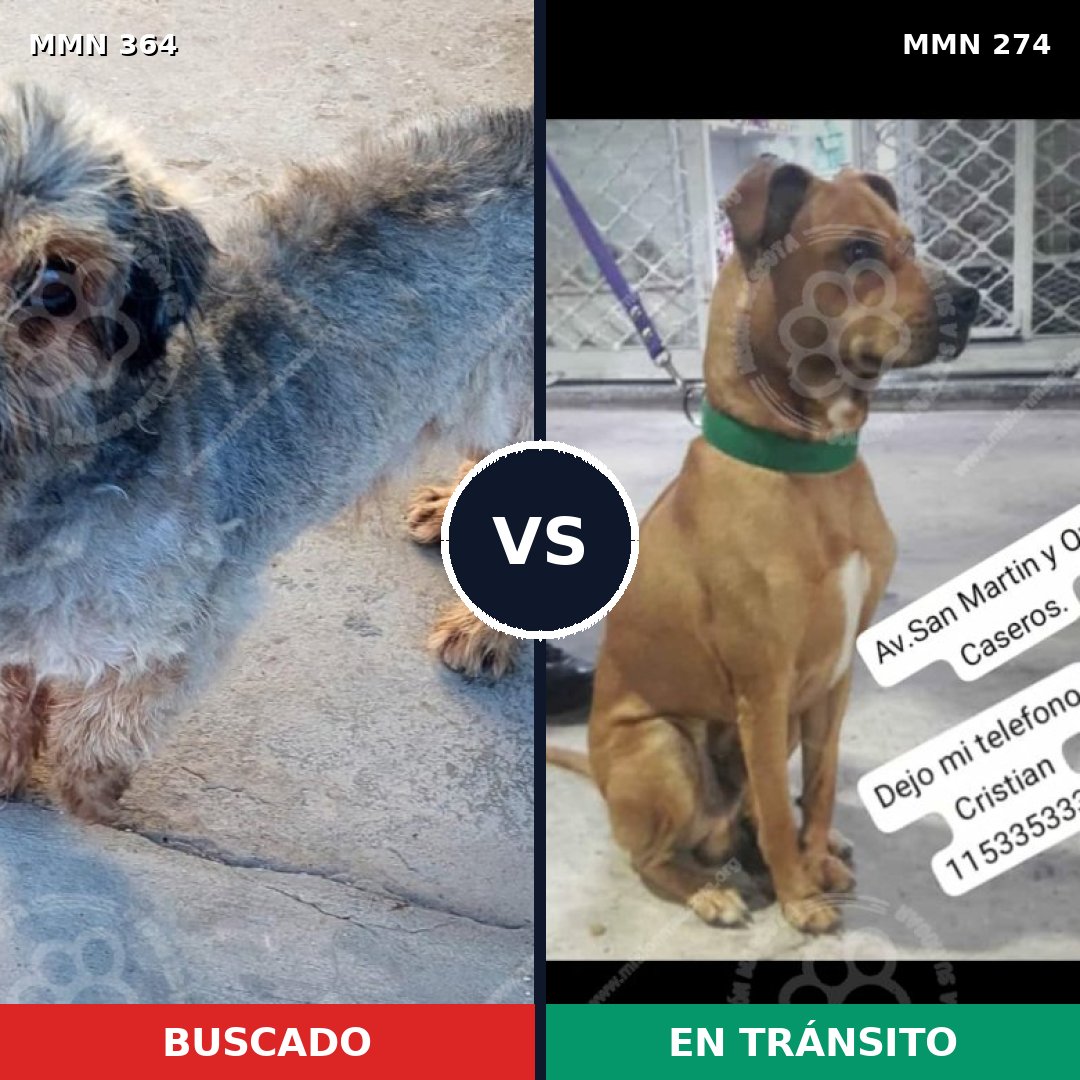 Comparativa MMS 7057: mascota perdida y mascota encontrada, 6% de similitud