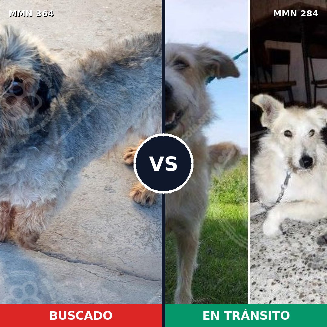 Comparativa MMS 7058: mascota perdida y mascota encontrada, 10% de similitud