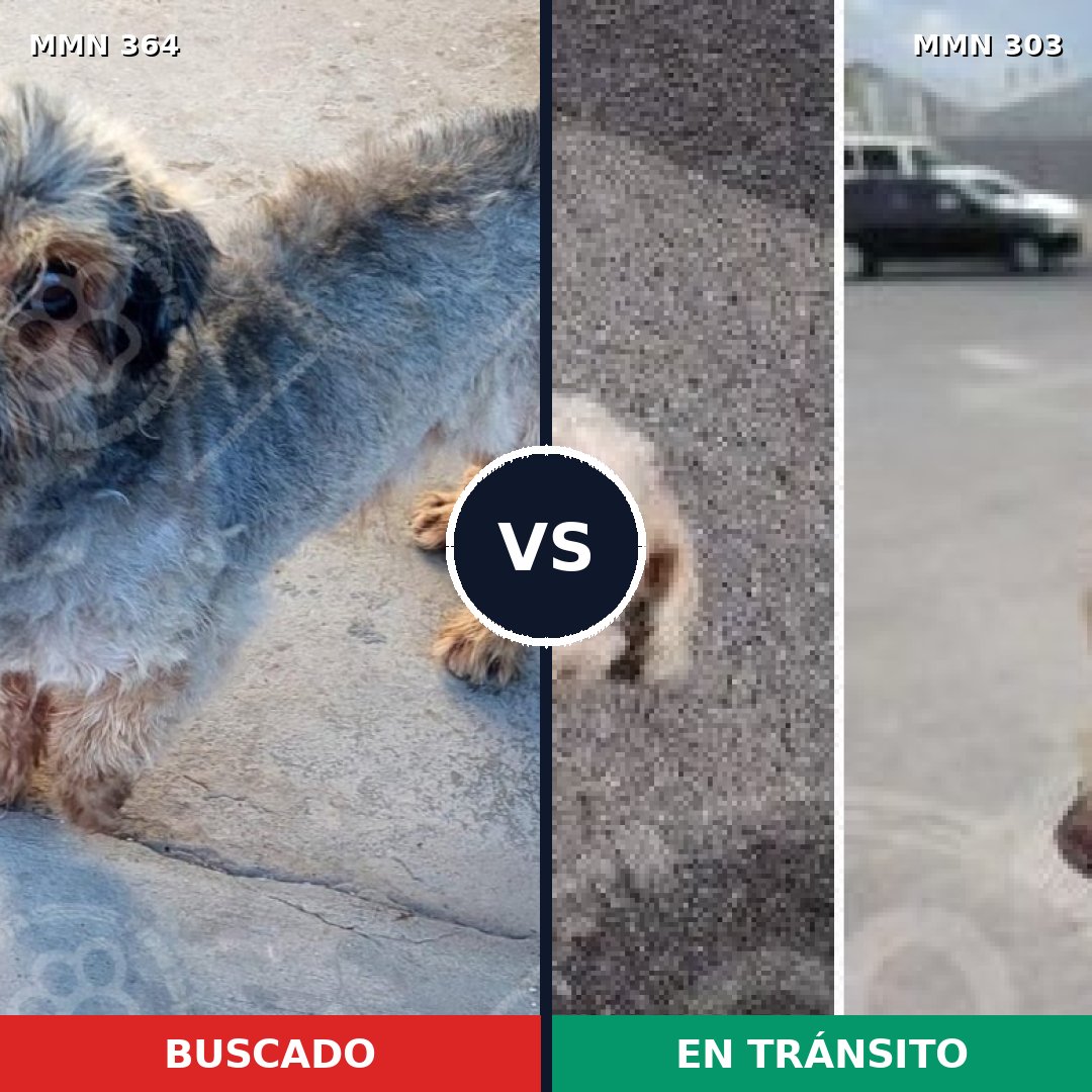 Comparativa MMS 7059: mascota perdida y mascota encontrada, 51% de similitud