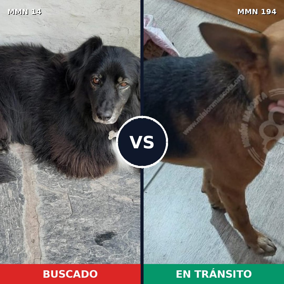 Comparativa MMS 706: mascota perdida y mascota encontrada, 56% de similitud