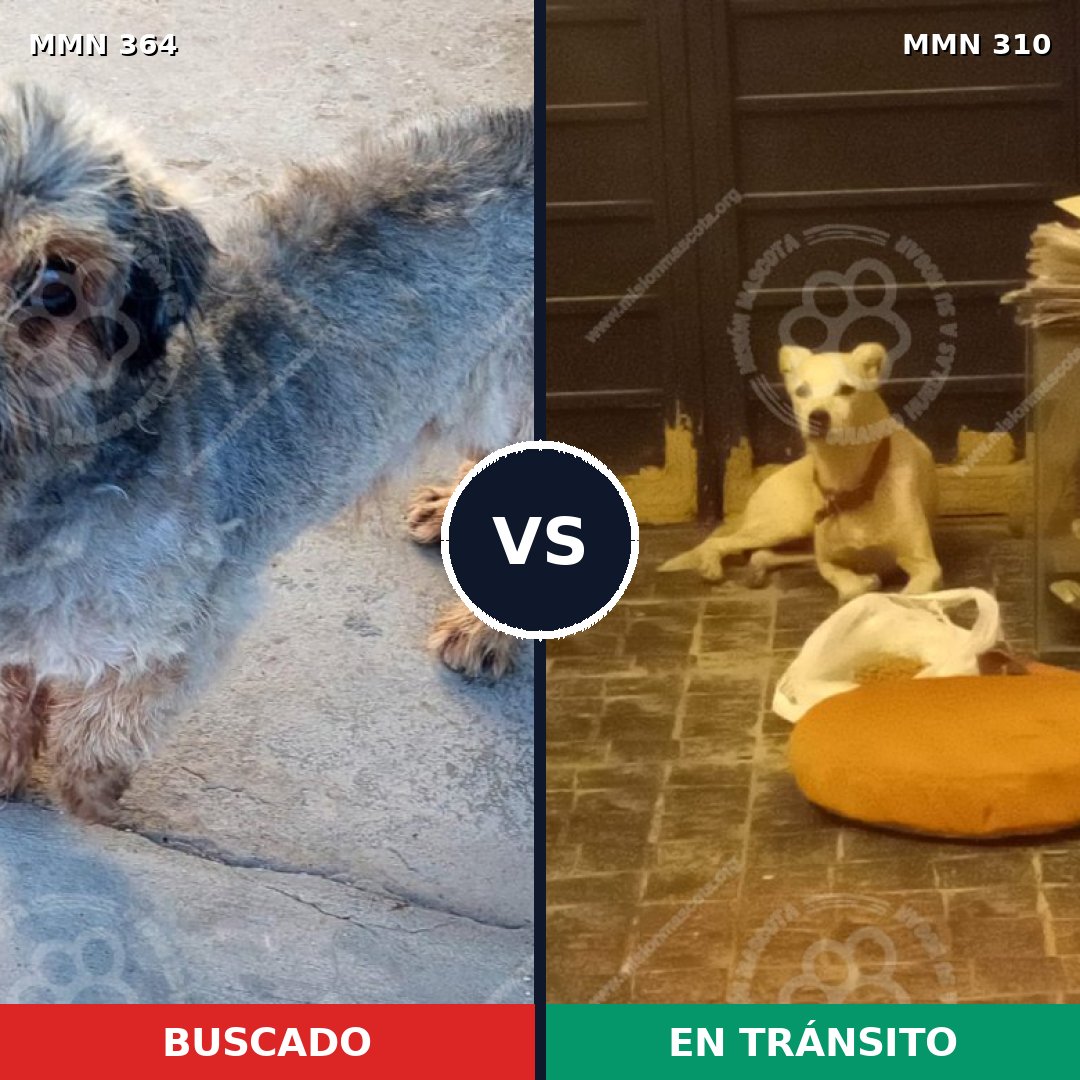 Comparativa MMS 7060: mascota perdida y mascota encontrada, 17% de similitud