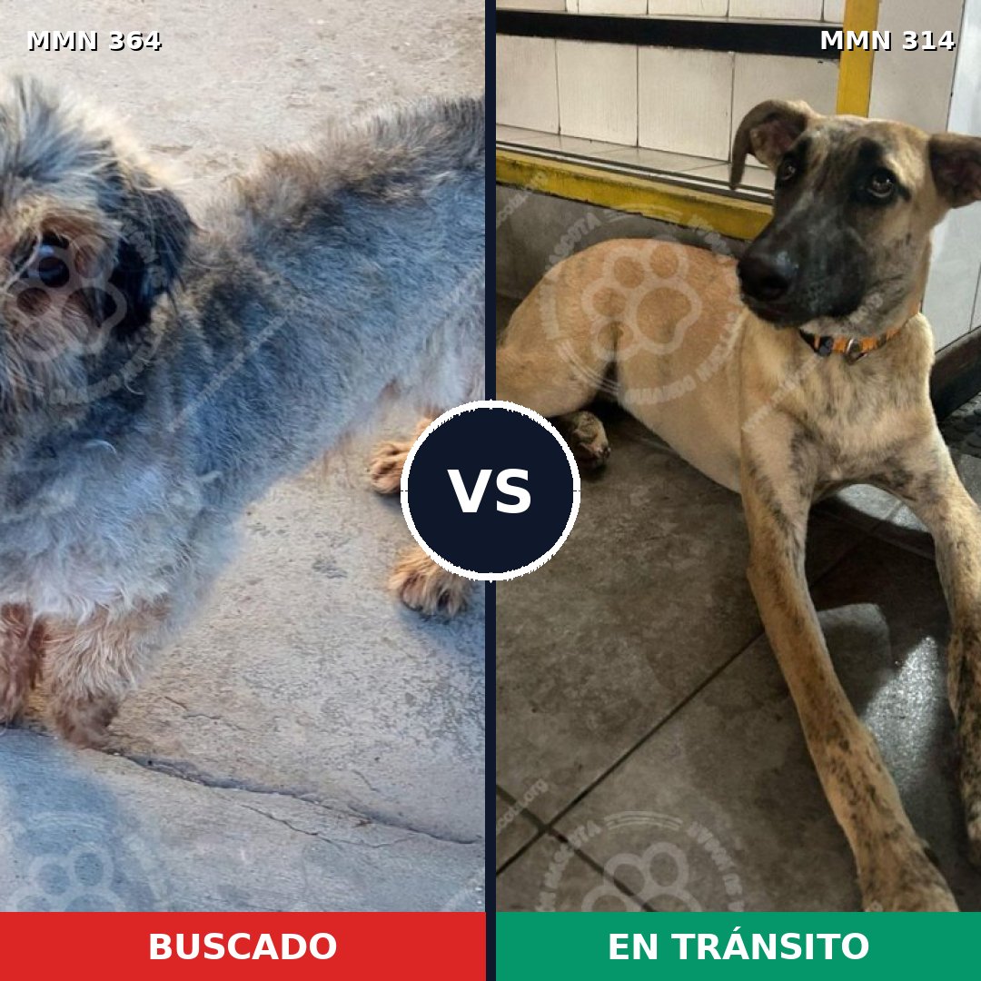 Comparativa MMS 7061: mascota perdida y mascota encontrada, 17% de similitud