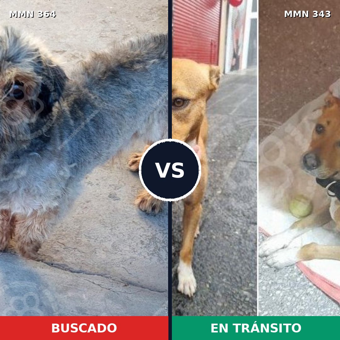 Comparativa MMS 7063: mascota perdida y mascota encontrada, 17% de similitud