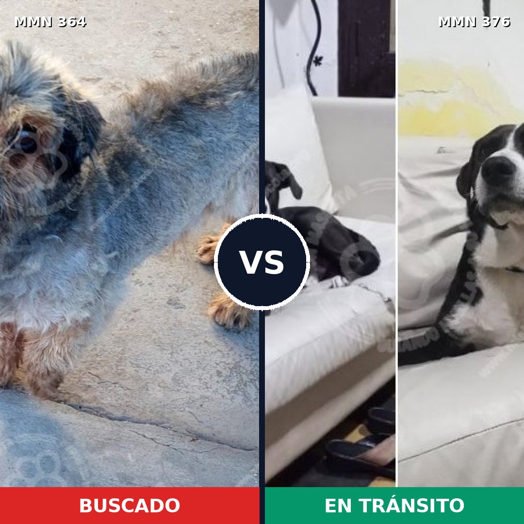 Comparativa MMS 7066: mascota perdida y mascota encontrada, 32% de similitud