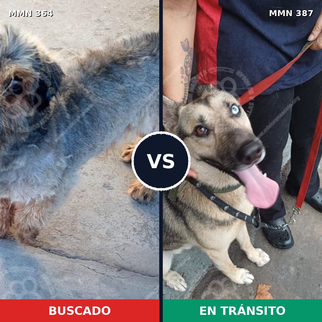 Comparativa MMS 7069: mascota perdida y mascota encontrada, 17% de similitud