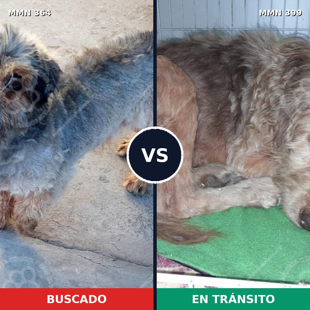 Comparativa MMS 7071: mascota perdida y mascota encontrada, 44% de similitud
