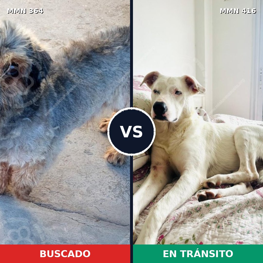 Comparativa MMS 7072: mascota perdida y mascota encontrada, 6% de similitud
