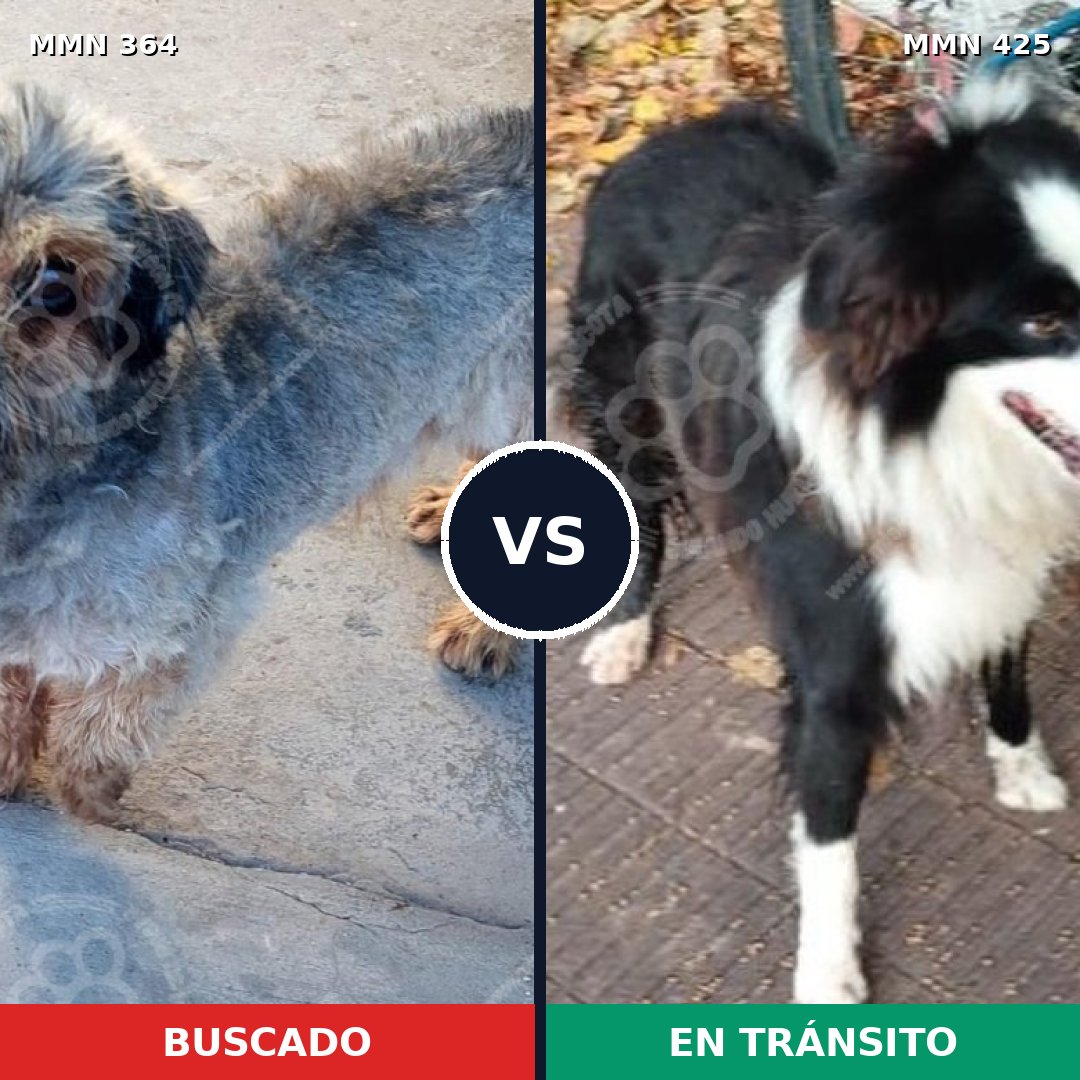 Comparativa MMS 7074: mascota perdida y mascota encontrada, 33% de similitud