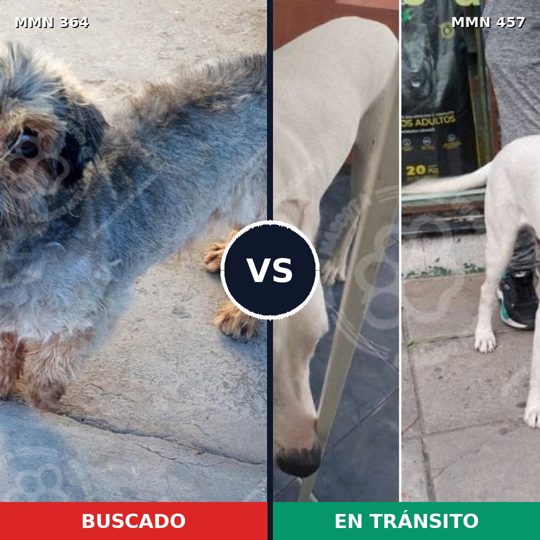 Comparativa MMS 7078: mascota perdida y mascota encontrada, 6% de similitud