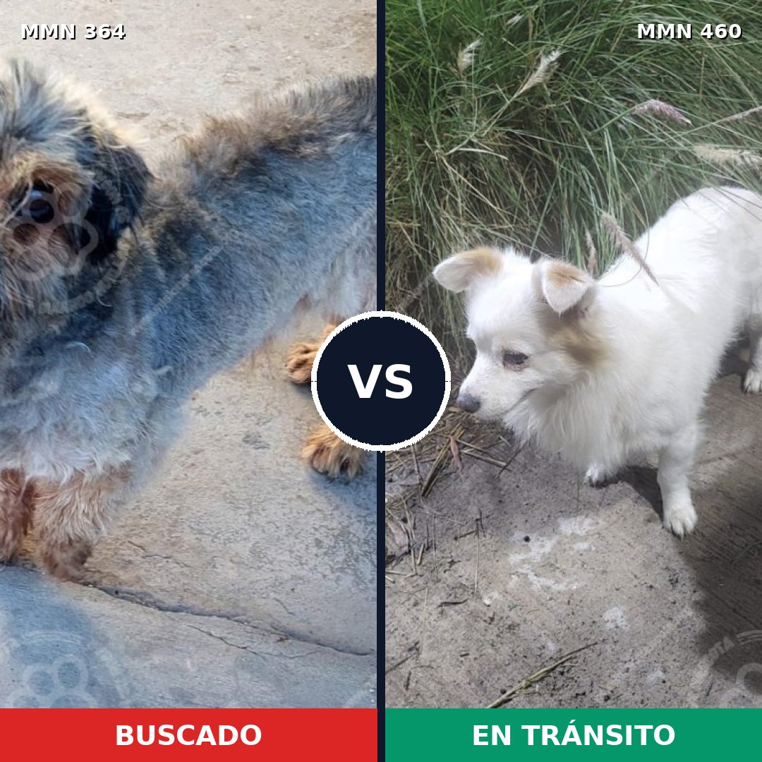 Comparativa MMS 7079: mascota perdida y mascota encontrada, 20% de similitud