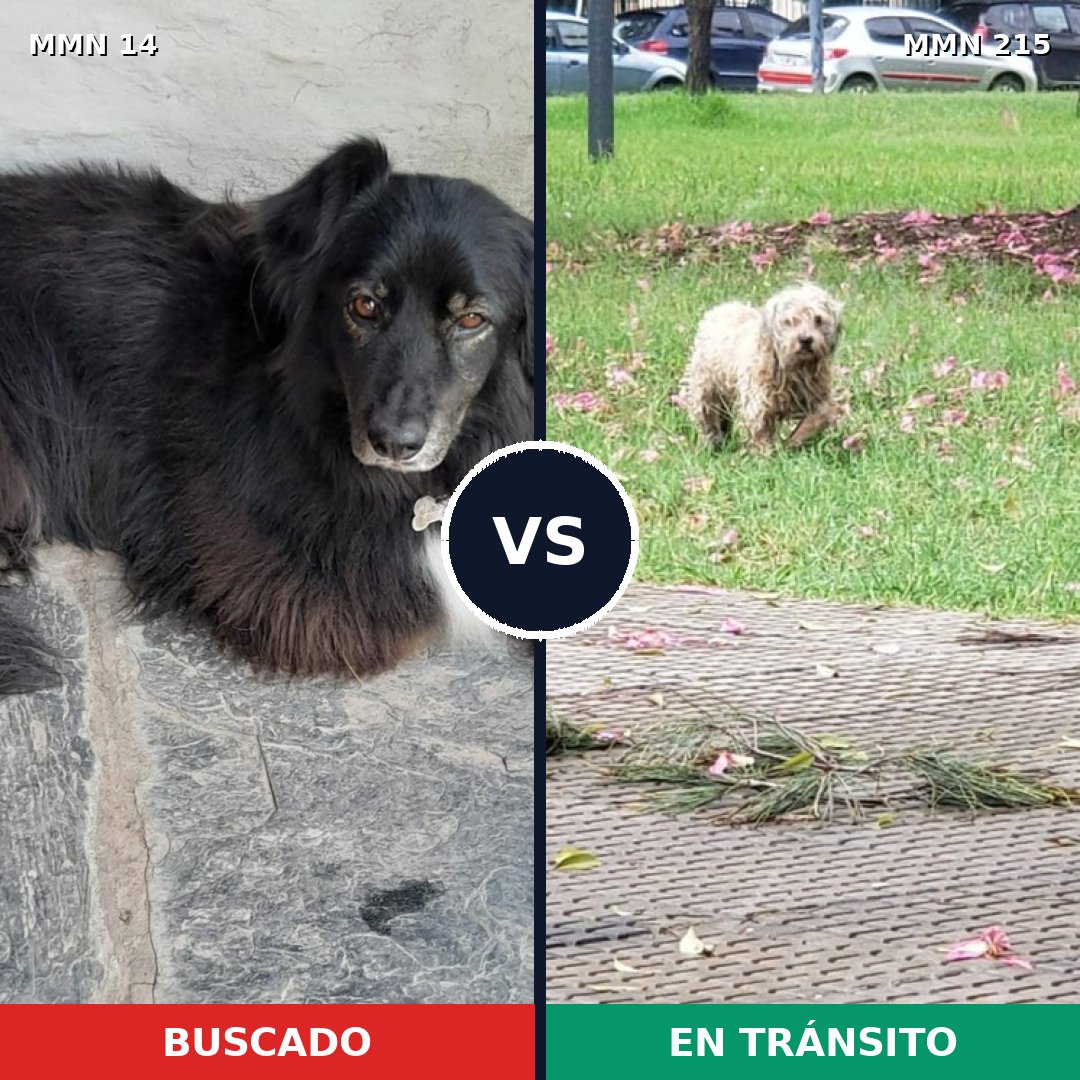 Comparativa MMS 708: mascota perdida y mascota encontrada, 49% de similitud