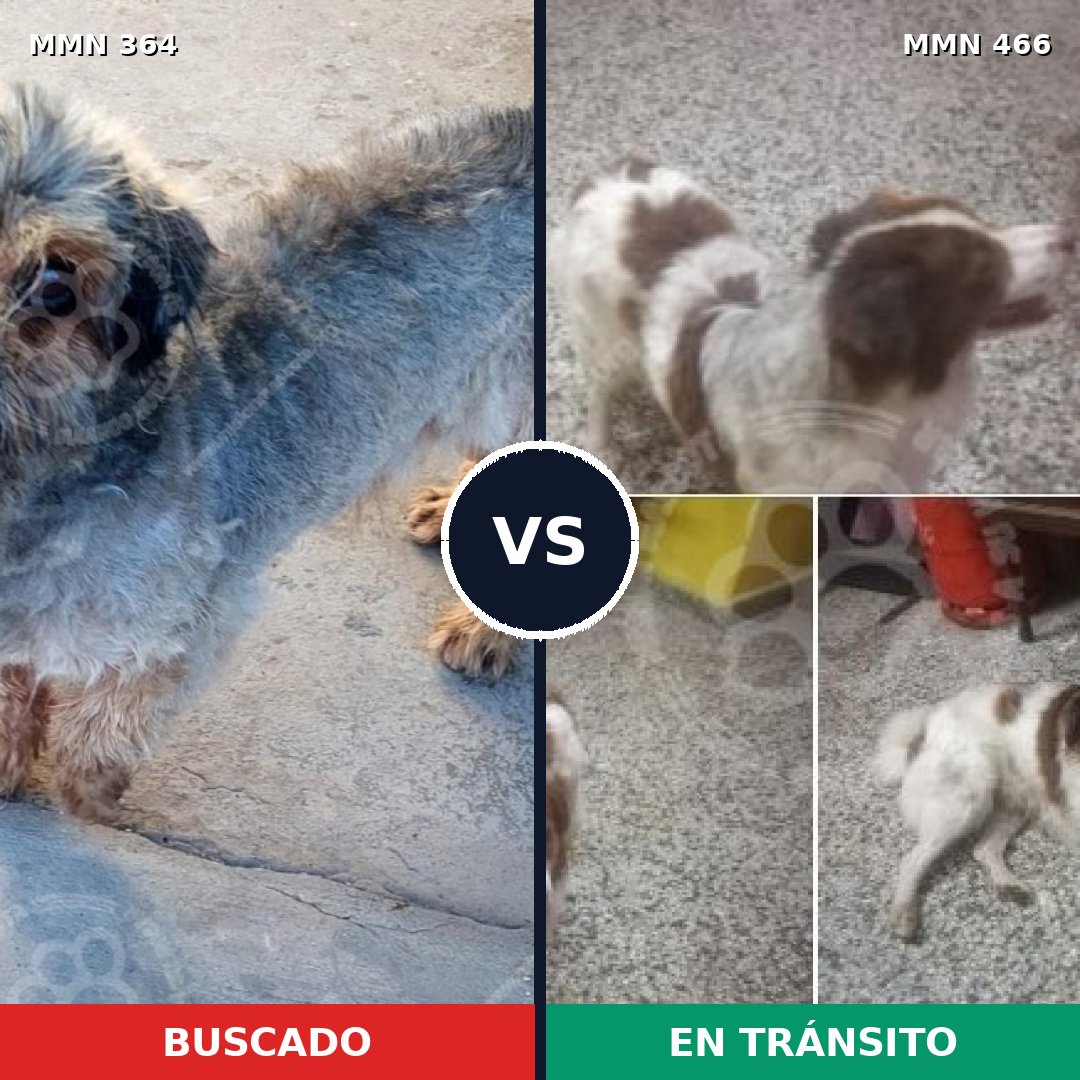 Comparativa MMS 7080: mascota perdida y mascota encontrada, 20% de similitud