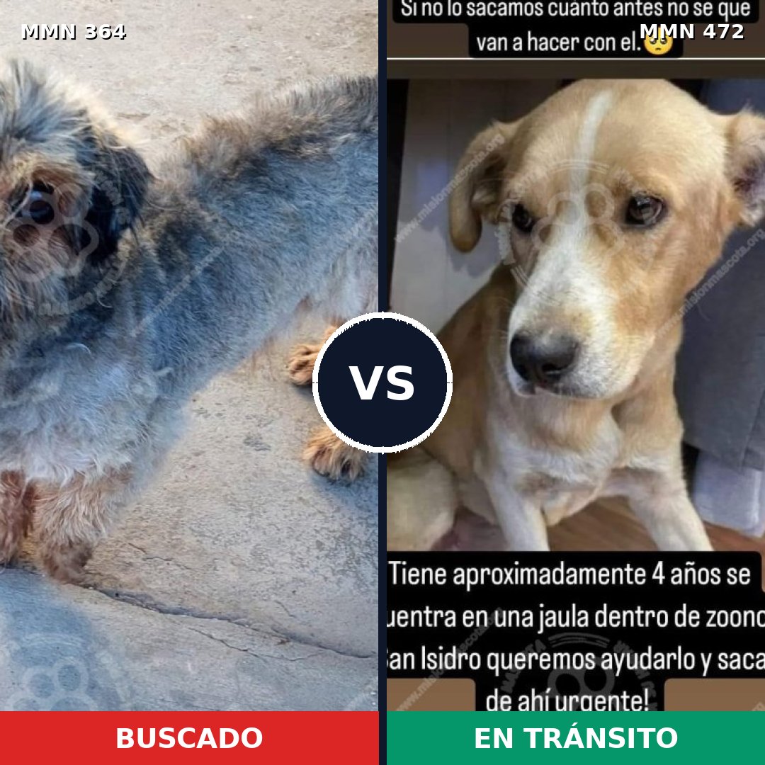 Comparativa MMS 7081: mascota perdida y mascota encontrada, 17% de similitud