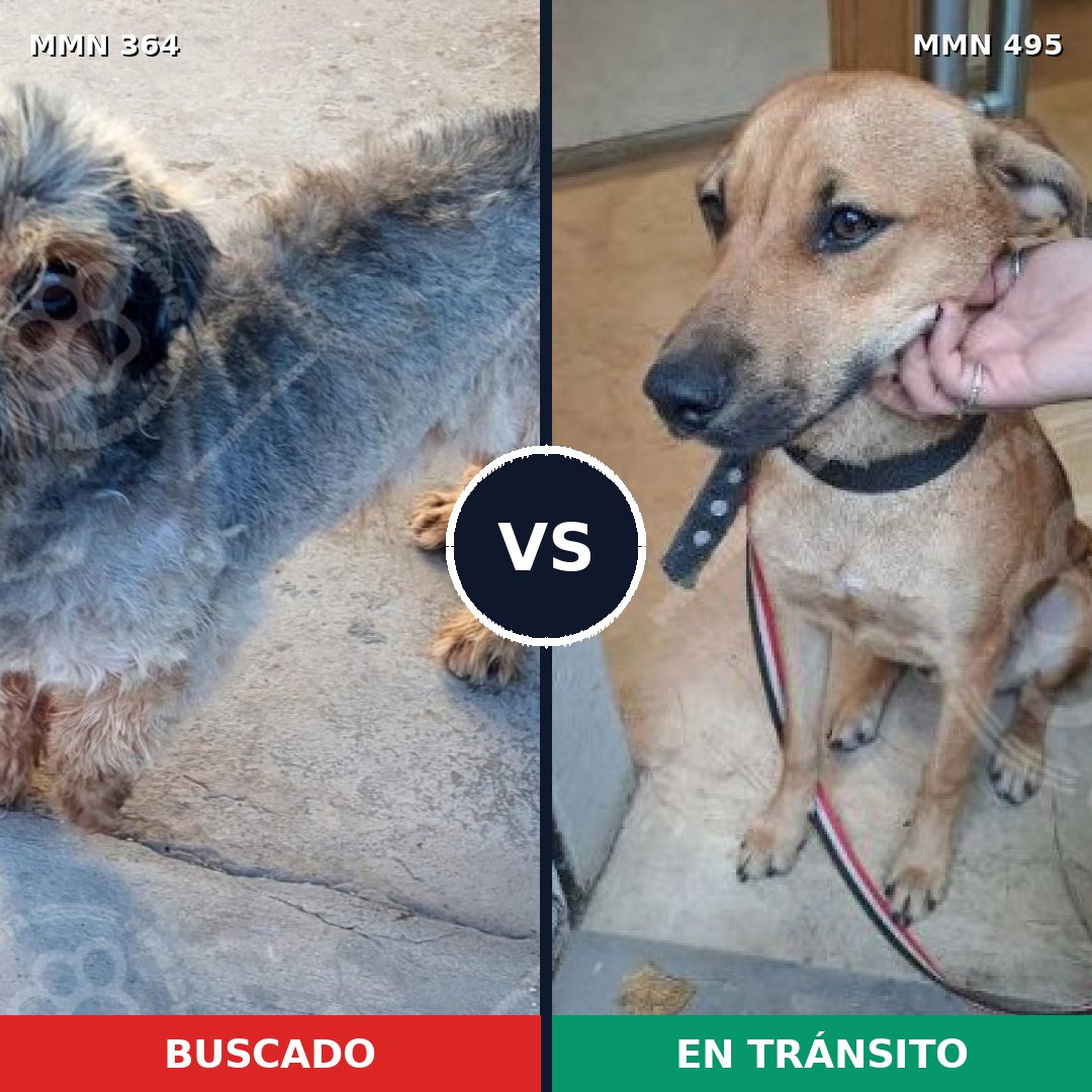 Comparativa MMS 7084: mascota perdida y mascota encontrada, 6% de similitud