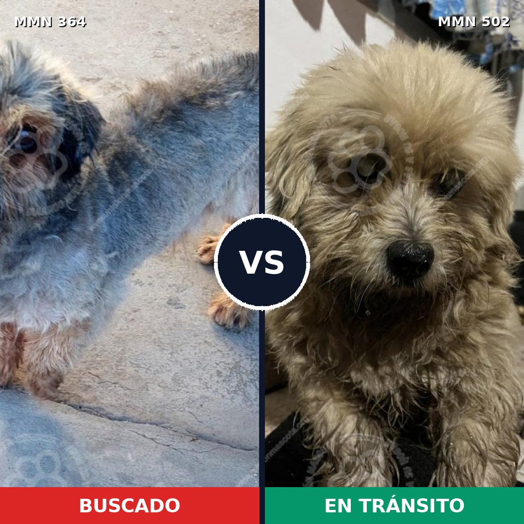Comparativa MMS 7085: mascota perdida y mascota encontrada, 61% de similitud