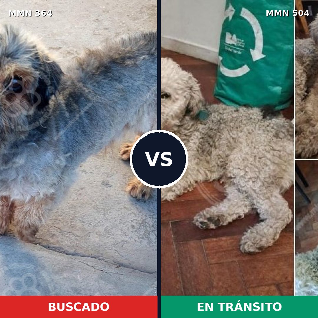 Comparativa MMS 7086: mascota perdida y mascota encontrada, 20% de similitud