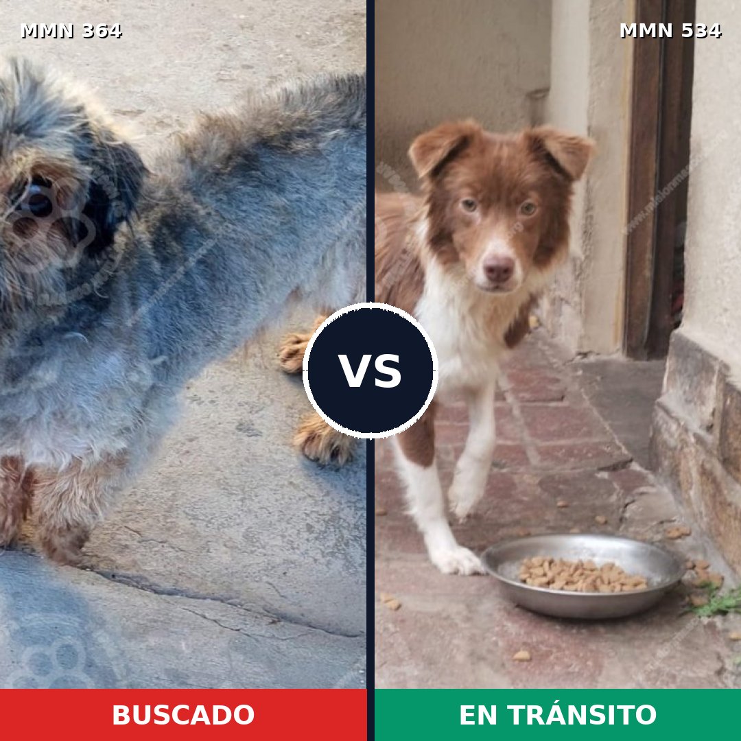 Comparativa MMS 7088: mascota perdida y mascota encontrada, 16% de similitud