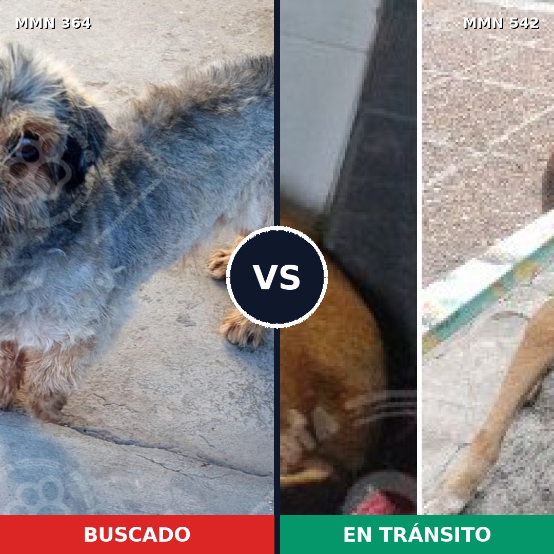 Comparativa MMS 7089: mascota perdida y mascota encontrada, 32% de similitud