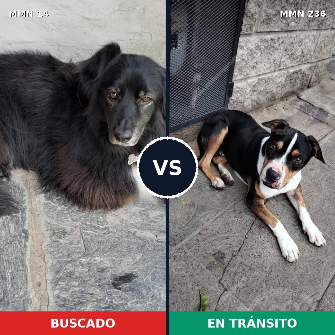 Comparativa MMS 709: mascota perdida y mascota encontrada, 38% de similitud