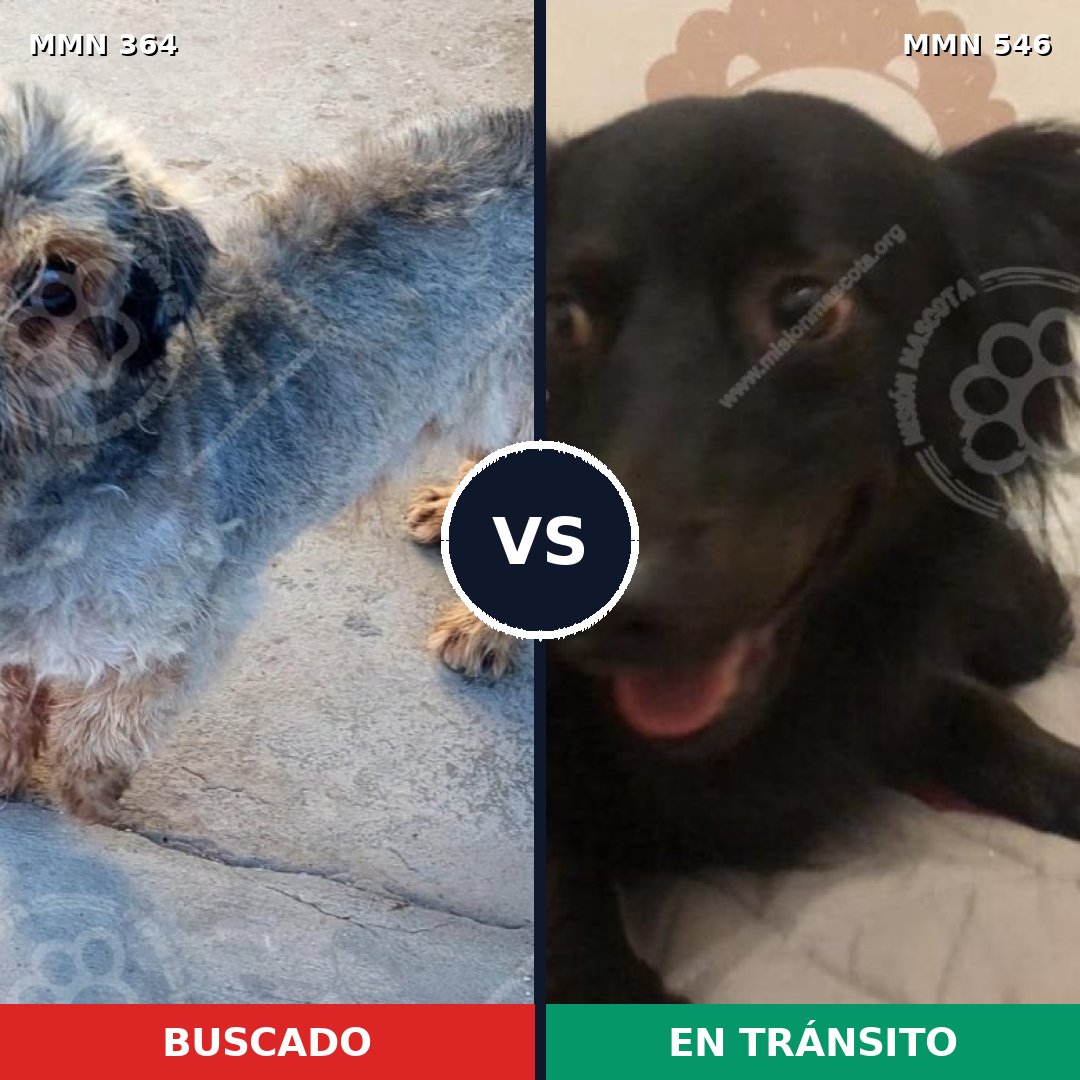 Comparativa MMS 7090: mascota perdida y mascota encontrada, 70% de similitud