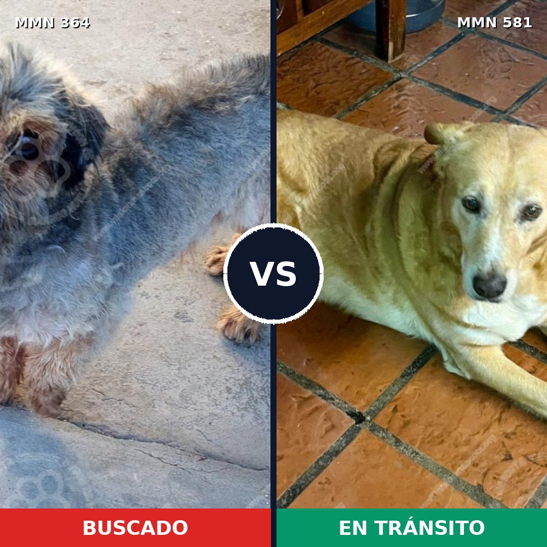 Comparativa MMS 7094: mascota perdida y mascota encontrada, 17% de similitud